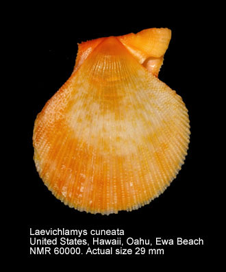 Laevichlamys cuneata (2).jpg - Laevichlamys cuneata(Reeve,1853)